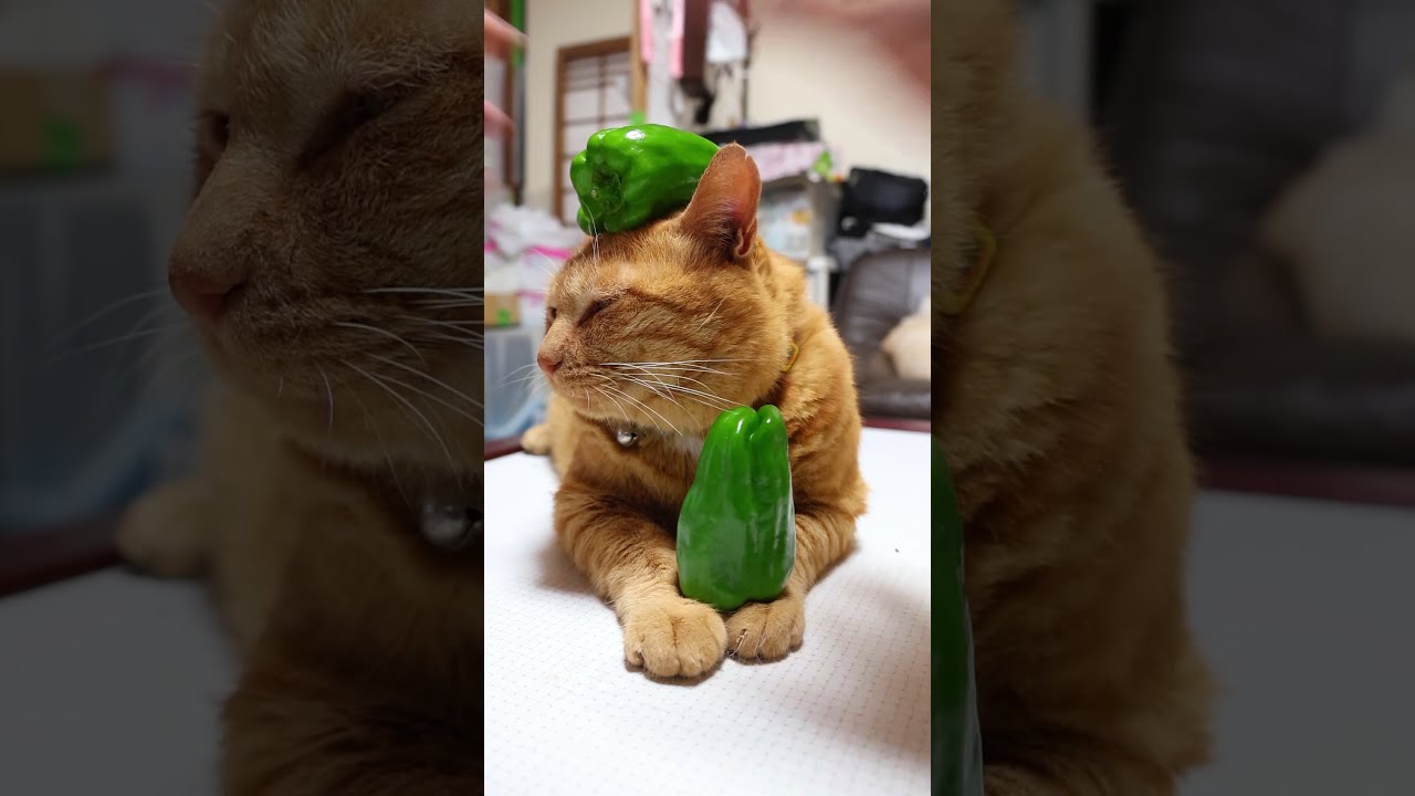 hongama ホンガマ　ゴースト　キャット　ネコ　ねこ　猫　cat 陶器 Amazon.co.jp: hongama ホンガマ ゴースト キャット ネコ ねこ