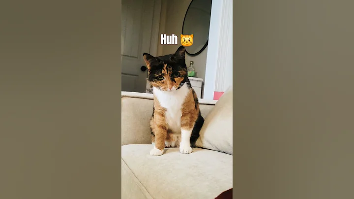 Video 11893671: cat cute funny