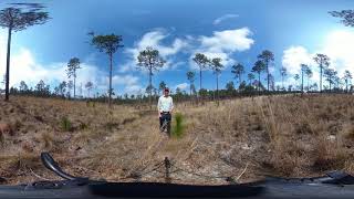 360 Video - Underplanted Longleaf Pine Beneath a Seed Tree Harvest