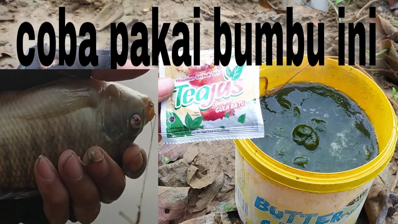 Mancing ikan nila di waduk cacaban menggunakan umpan lumut
