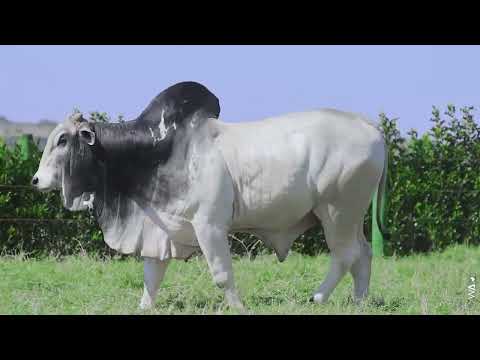 LOTE 63 - REMC A5839, Touro Nelore à venda no 22º MEGA LEILÃO GENÉTICA ADITIVIA 2025