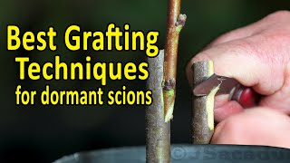BEST Grafting Techniques using DORMANT SCIONS | Grafting Fruit Trees