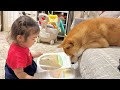 絵本の読み聞かせをしたがる2歳児の希望に応えてくれる豆柴が優しすぎました...