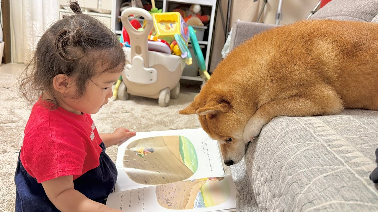 絵本の読み聞かせをしたがる2歳児の希望に応えてくれる豆柴が優しすぎました...