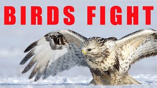 Birds of prey fighting - Rough-legged Buzzard by Wildlife World 2,008 views 3 months ago 1 minute, 57 seconds