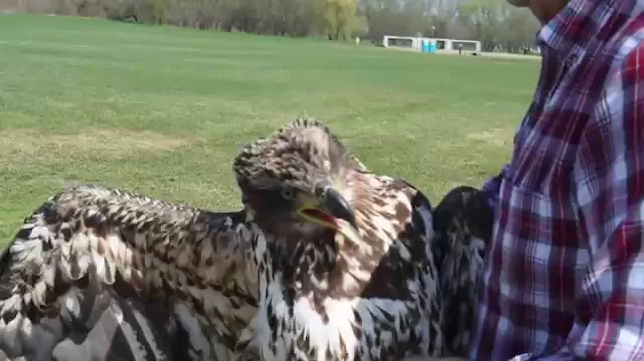 Eagle Release May 2015 Franz