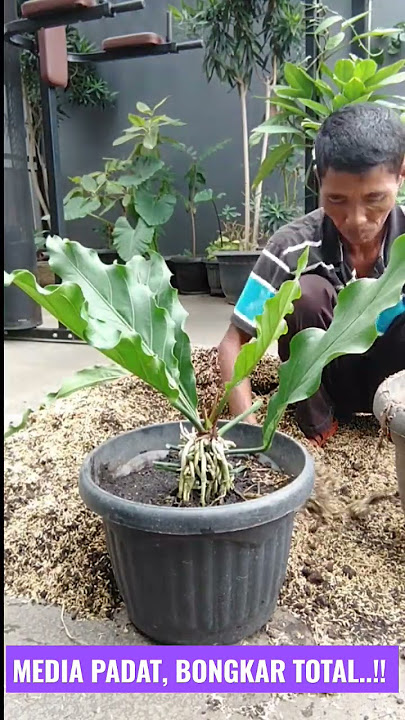 CARA MERAWAT TANAMAN ANTHURIUM GELOMBANG CINTA !!