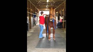 Teddy grooming and tacking