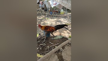 xám tơ🐓 #thứcgàrừng86 #gàrừngrặc #gàrừngtaitrắng