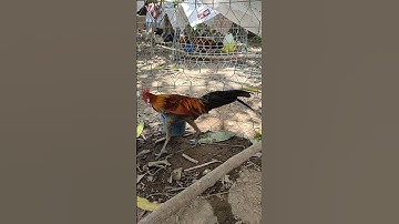 xám tơ🐓 #thứcgàrừng86 #gàrừngrặc #gàrừngtaitrắng