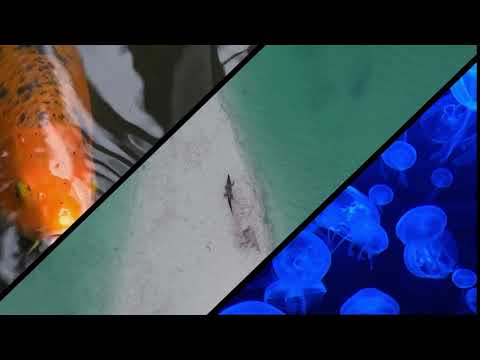 გაყოფილი ეკრანი