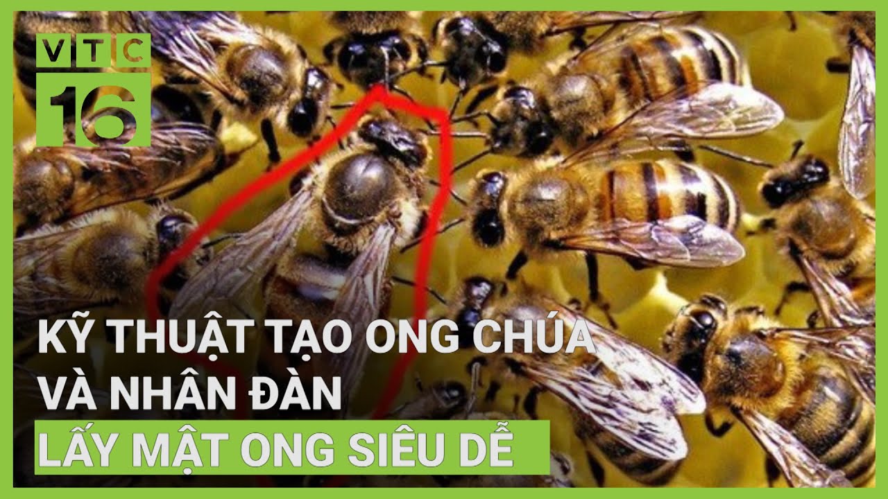 Hướng dẫn kỹ thuật tạo ong chúa nhân tạo, nhân đàn từ A-Z | VTC16