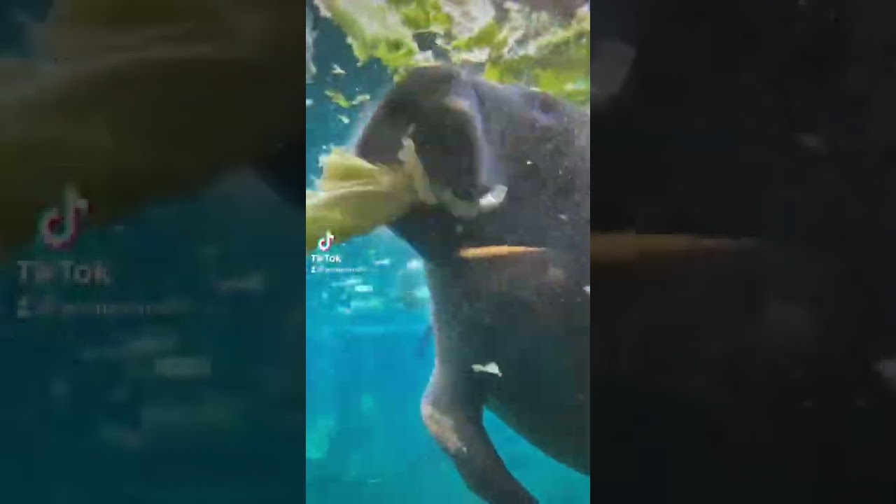 walrus eating a cabbag