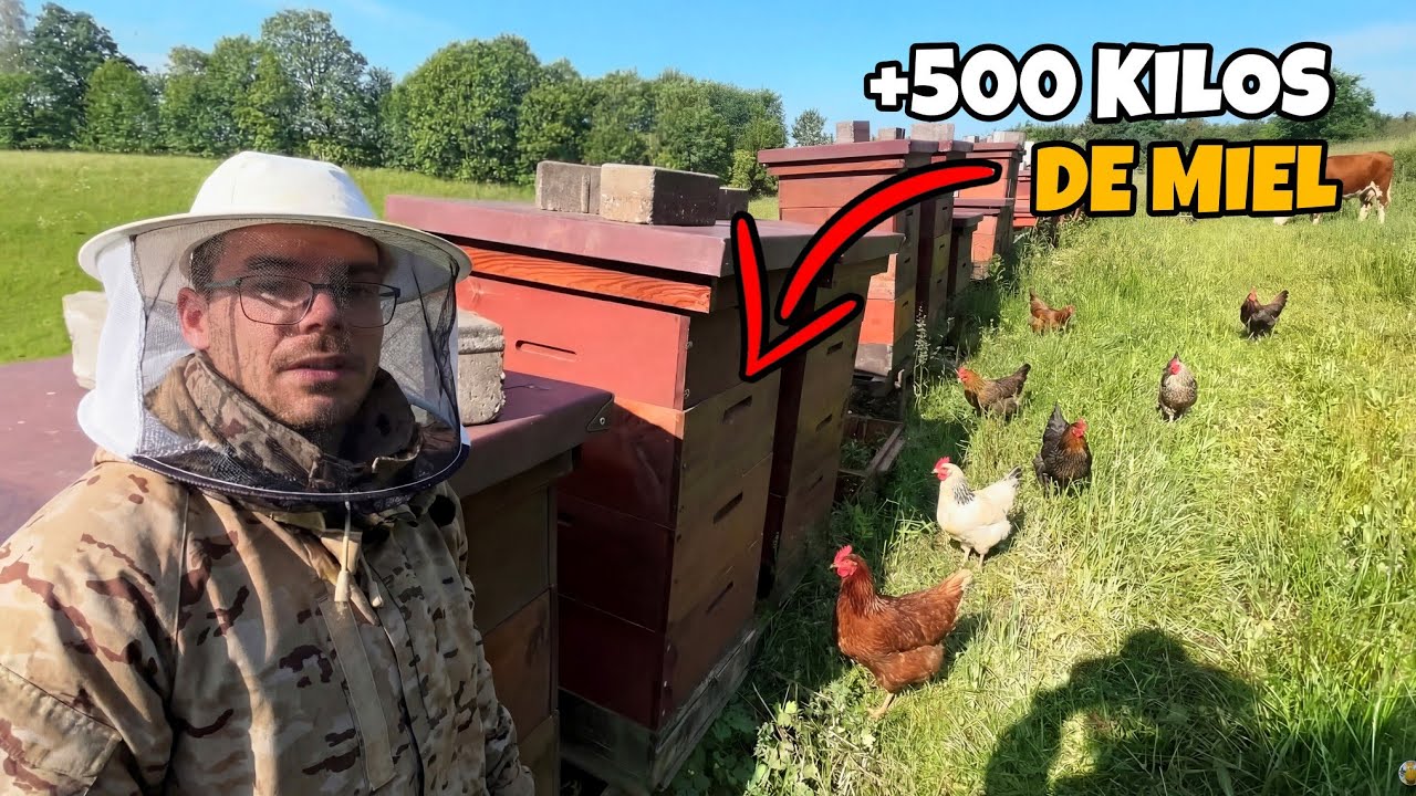 Un día de vida en el campo produciendo tu comida. Gallinas, leña, abejas y vacas.