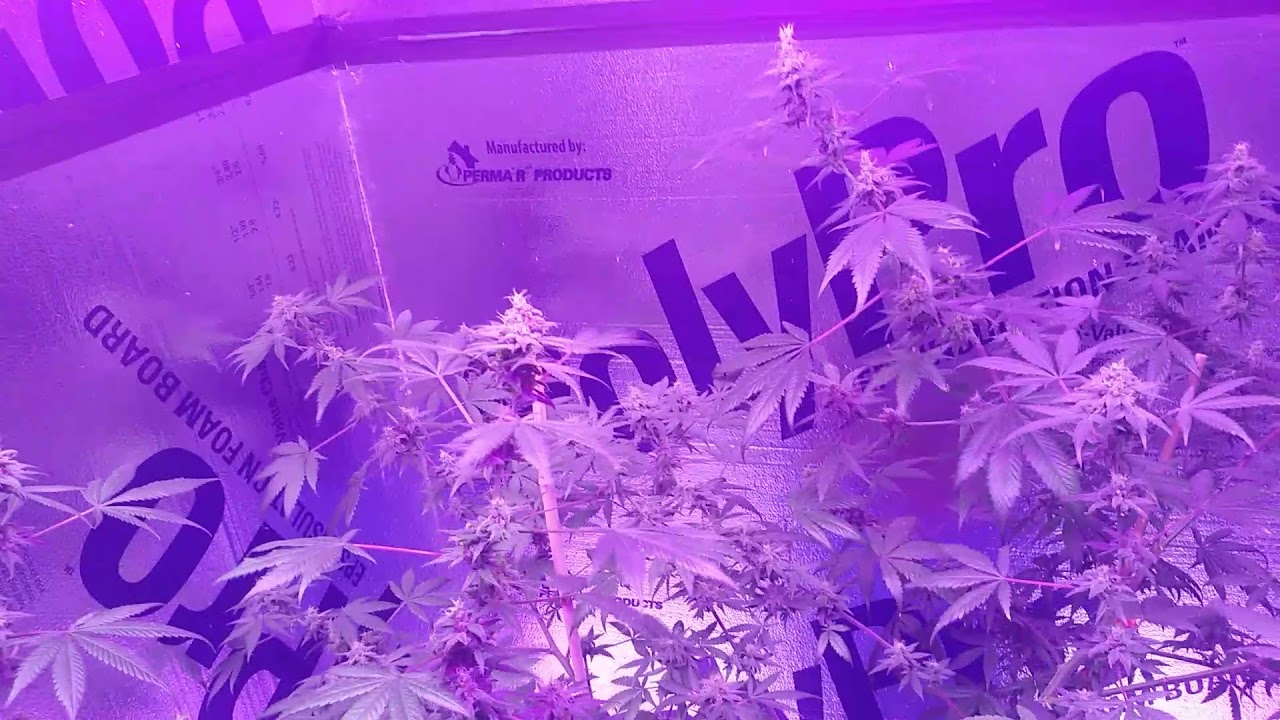 20 gallon tote Kandy Kush day 50 of FLOWER! ❄💐💪