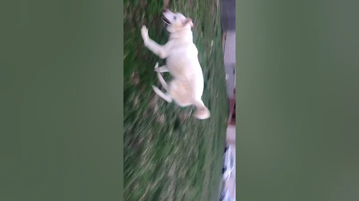 My dog