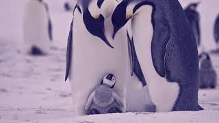 Penguin  - Batuhan TURHAN