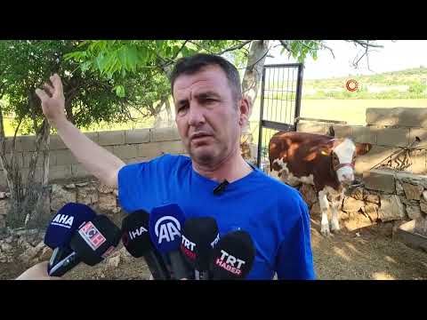 Eskiköy'de sokak köpekleri köylülerin hayvanlarına saldırdı