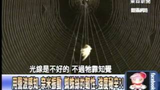 一步步蠶食鯨吞 雲林人面蜘蛛吃蛇驚悚畫面曝光！1030702-03