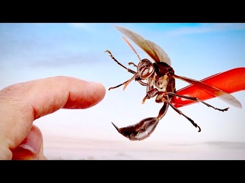 Mud Dauber Wasp Sting! – Video