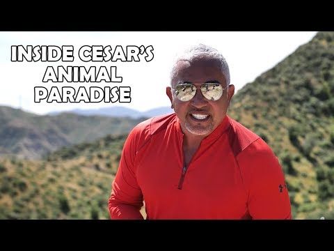 Video: Cesar Millan Net Worth