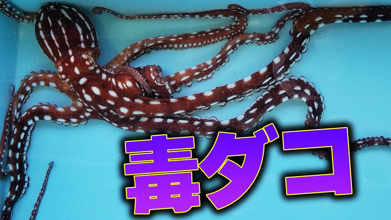 ヒオウギガイを襲うヒョウモンダコ 超危険※猛毒ヒョウモンダコみたいな派手な見た目の怪しいタコの
