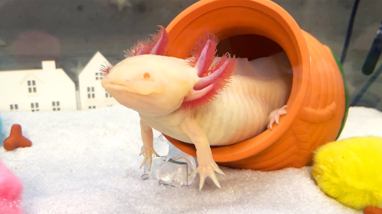 無重力】重力を忘れたウーパールーパーが面白すぎたw /飼育