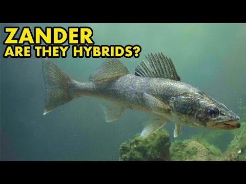 Are Zander Hybrids FISH MYTHS UK