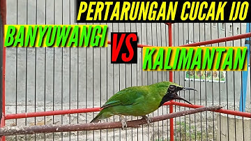 Duel sengit cucak ijo kalimantan dan cucak ijo banyuwangi