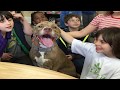 ¿Como Educar un Pitbull Terrier?
