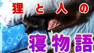 狸と世捨て人の寝物語(I&#39;m sleeping together with Tanuki.)