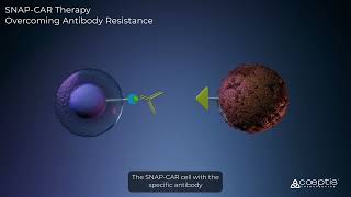 SNAP CAR  Immune Cell-Based Therapy for Oncology and Autoimmune DiseasesV1