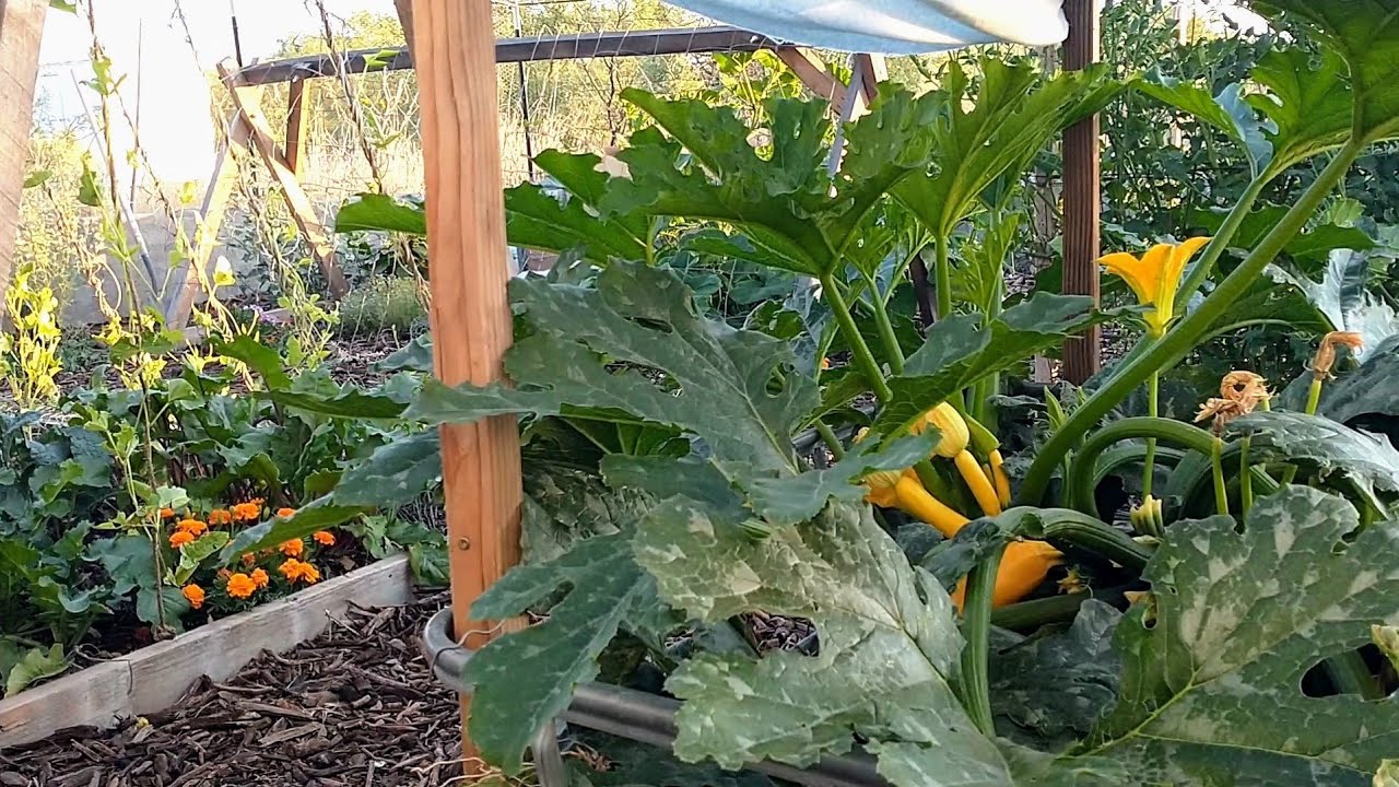 Growing Food in the Desert Using Only Native Soil June Garden & Trees