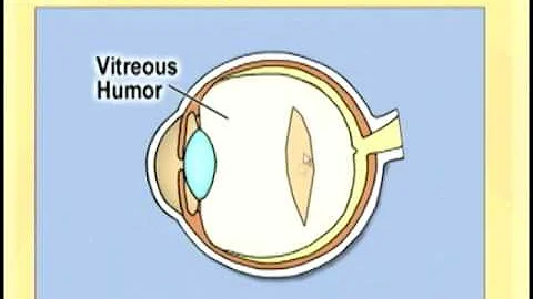Ophthlmology Lecture - Eye Anatomy Part 2