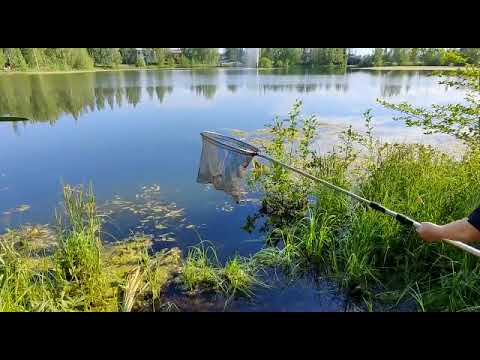 Video: Kuinka Keittää Kalaa Hitaassa Liedessä (karppi Hapankermassa)