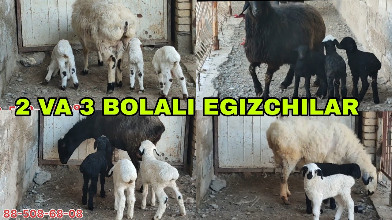2 va 3 bolali egizchi qoraquloqlar  va amiri qo'ylar 1 марта 2026 г.