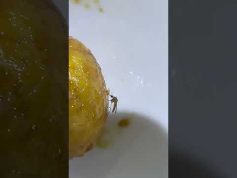 شوف الناموسه تاكل See The Mosquito Eating 