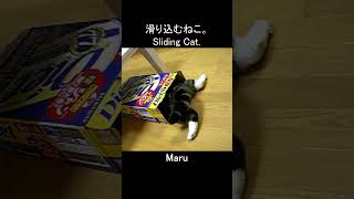 Sliding Cat Maru.
