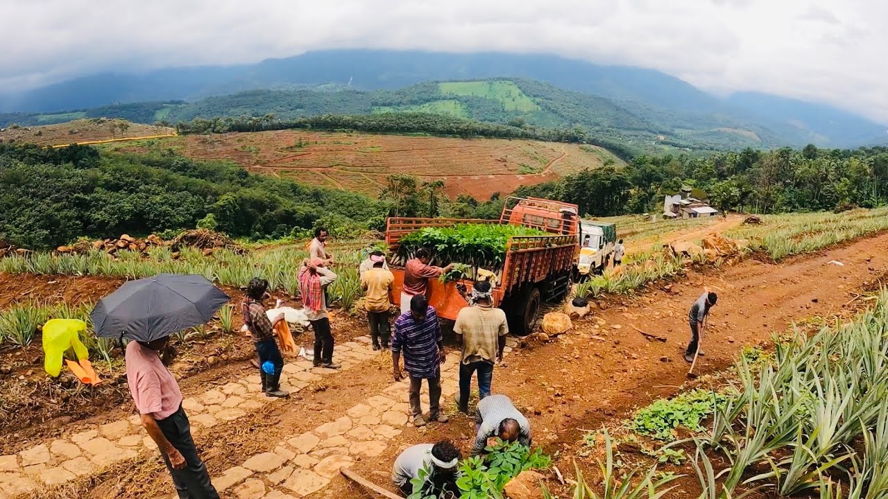 RRII 430 Sale with Planting Process 🌍🌱/ Mundakayam - Koottickal 🌍/ MACHUKUZHIYIL RUBBER 💯