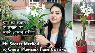 चंपा को कटिंग से लगाने का ये है सीक्रेट तरीका | Grow Plumeria Cuttings in 3 Easy Steps