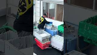 Bait is immediately loaded to the boat and prepared by crew for the next fishing trip