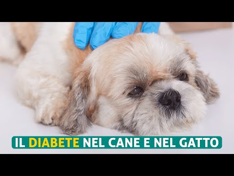 Video: Il diabete del mio animale domestico non è controllato - What Now?