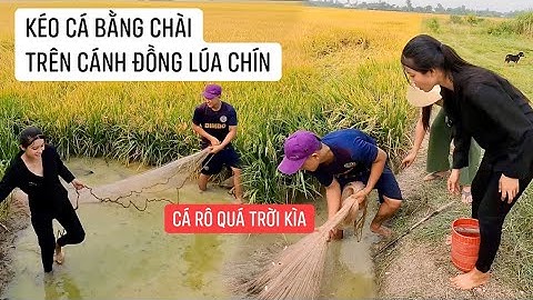 Kéo cá bằng chài trên cánh đồng dính toàn cá rô đồng | CGQ 408