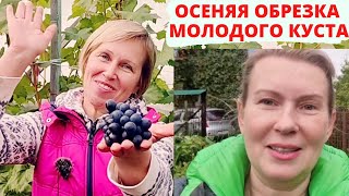 Уход За Виноградом | Обрезка | Укрытие | Северный Виноград | Вопрос От@Tashamulyar