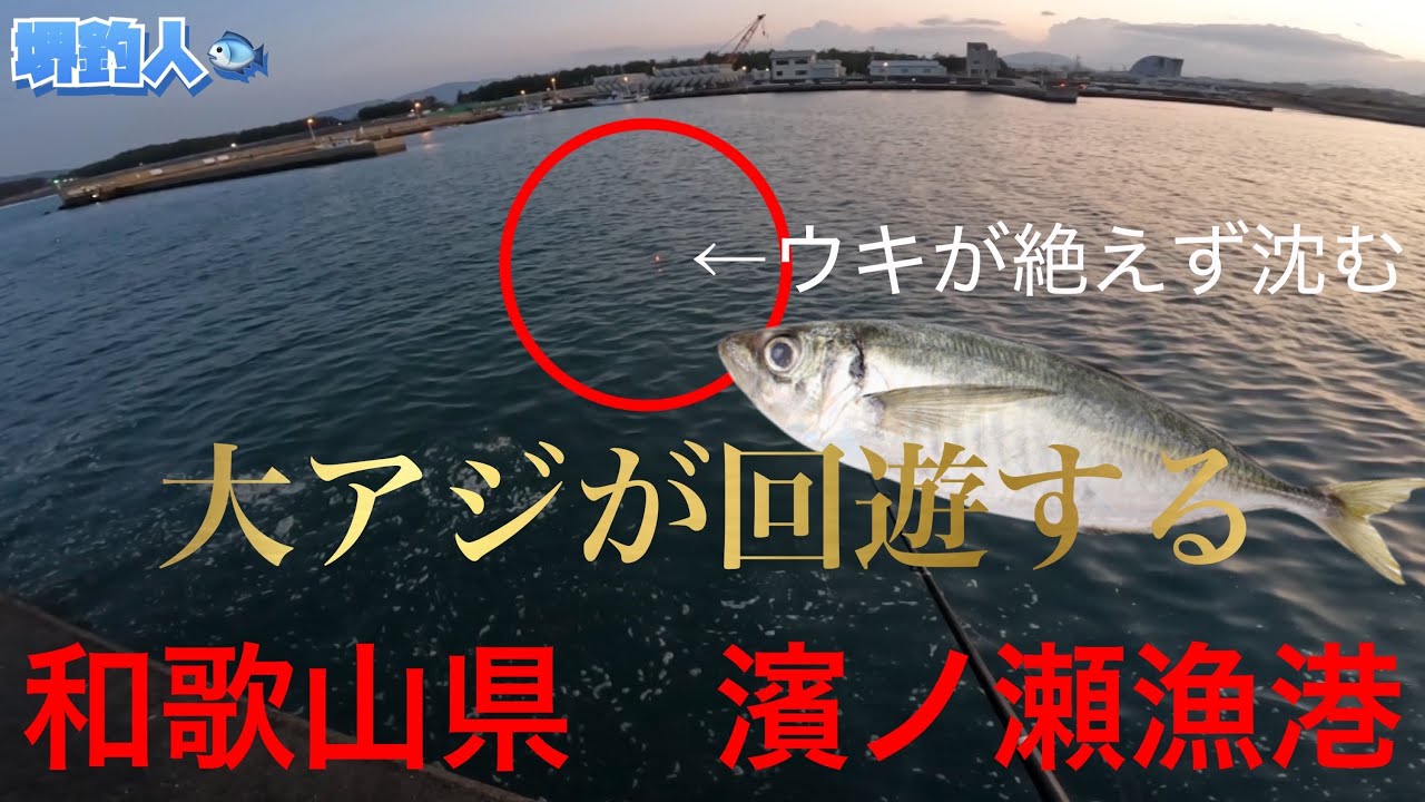 【大アジが回遊する漁港】アジ釣り釣果速報　和歌山県　濱ノ瀬漁港