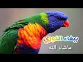 تغريد ببغاء اللوري صوت جميل أللهم بارك لاتنسى الاشتراك في القناة الملالي