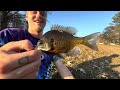 $35 Bluegill Setup vs Local Pond – SHOCKING Results