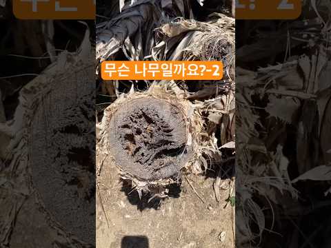 무슨 나무일까요?-2#대만