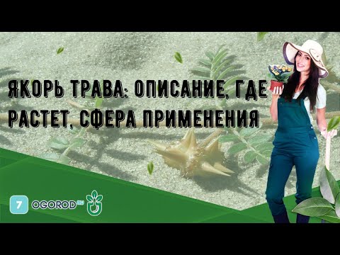 Якорь трава: описание, где растет, сфера применения