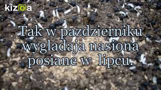 Czosnek Niedźwiedzi .Uprawa.rozmnażanie Z Nasion.bärlauch.